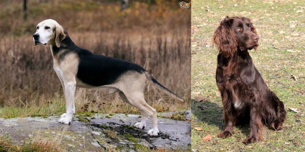 German Spaniel vs Dunker - Breed Comparison