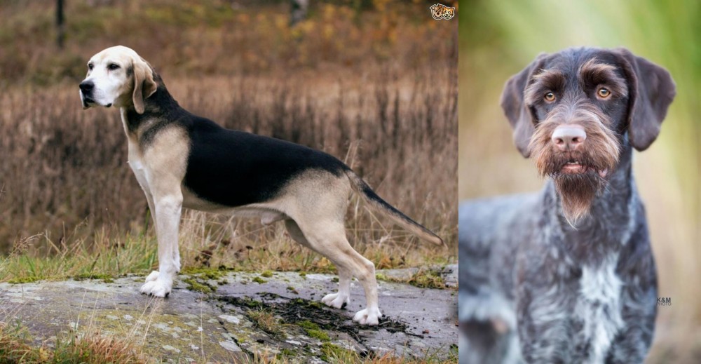 German Wirehaired Pointer vs Dunker - Breed Comparison
