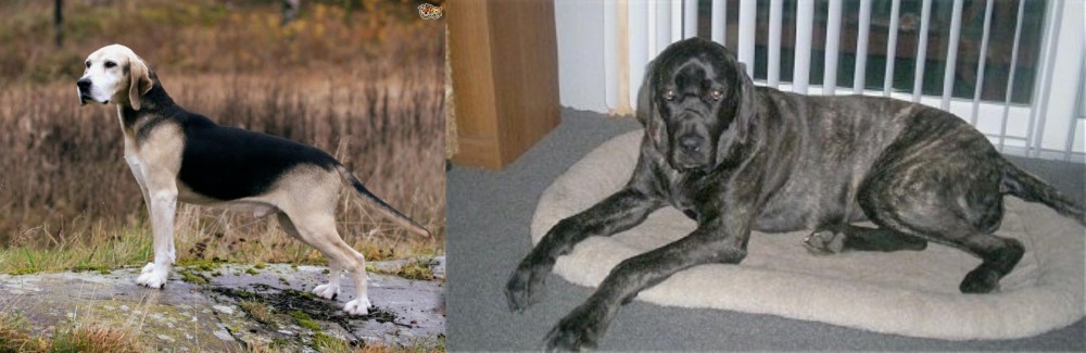 Giant Maso Mastiff vs Dunker - Breed Comparison