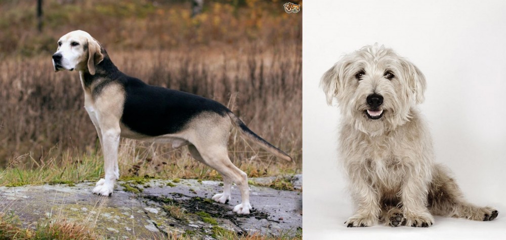 Glen of Imaal Terrier vs Dunker - Breed Comparison