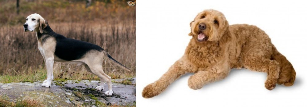 Golden Doodle vs Dunker - Breed Comparison