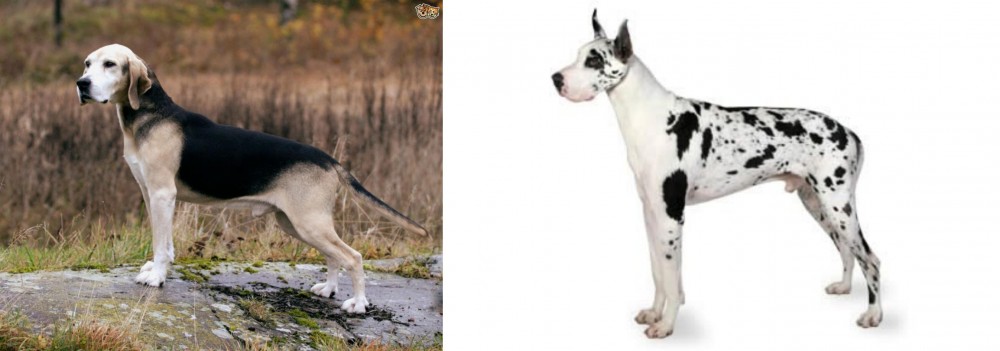 Great Dane vs Dunker - Breed Comparison