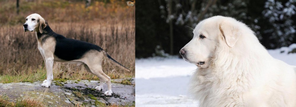Great Pyrenees vs Dunker - Breed Comparison