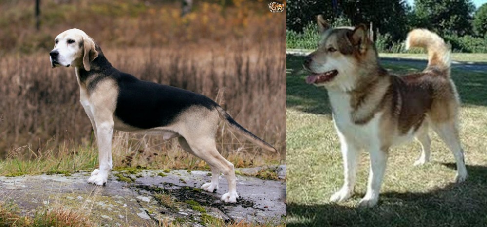 Greenland Dog vs Dunker - Breed Comparison