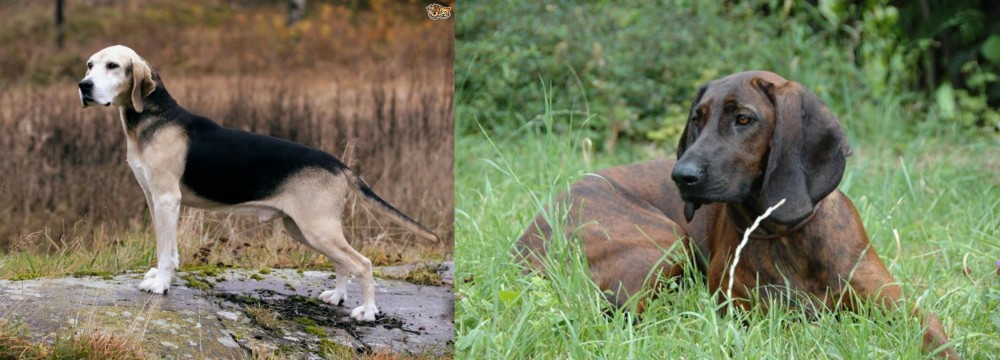Hanover Hound vs Dunker - Breed Comparison