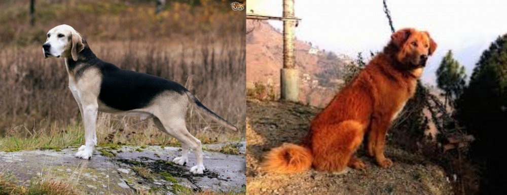 Himalayan Sheepdog vs Dunker - Breed Comparison