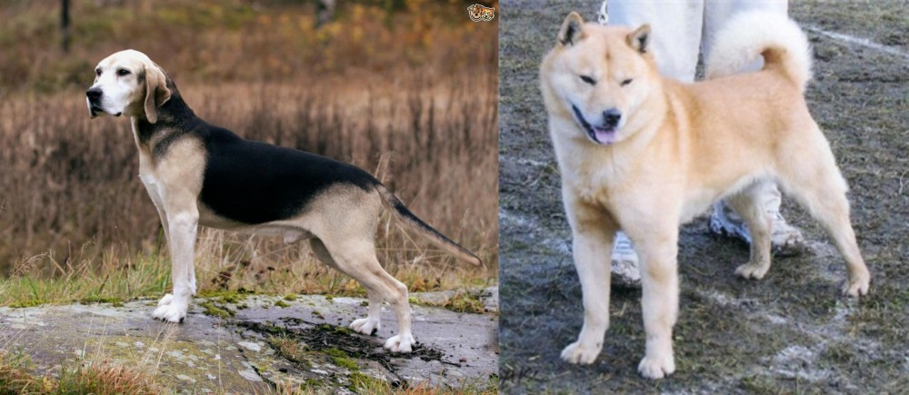 Hokkaido vs Dunker - Breed Comparison