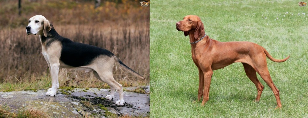 Hungarian Vizsla vs Dunker - Breed Comparison