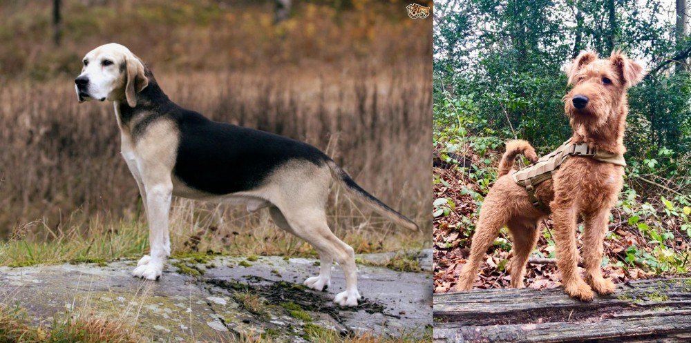 Irish Terrier vs Dunker - Breed Comparison