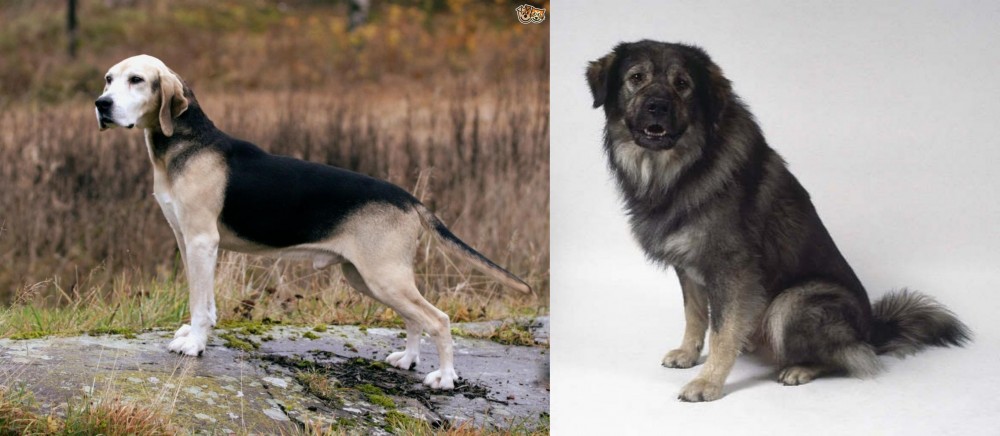 Istrian Sheepdog vs Dunker - Breed Comparison