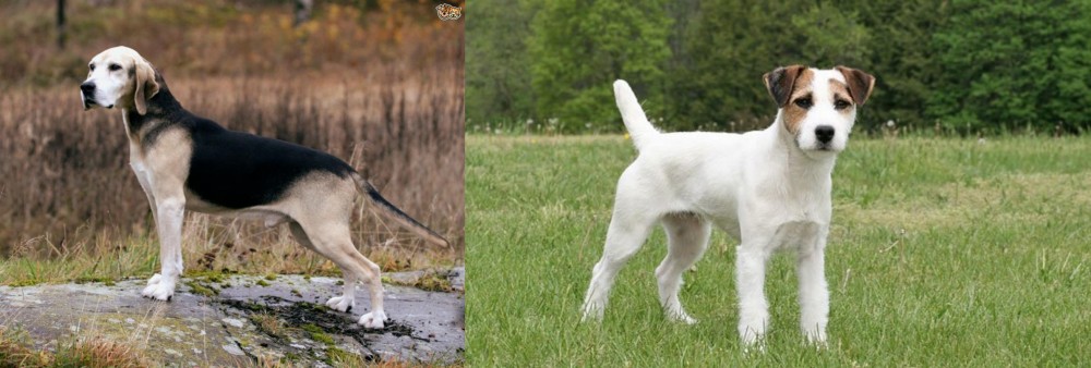 Jack Russell Terrier vs Dunker - Breed Comparison