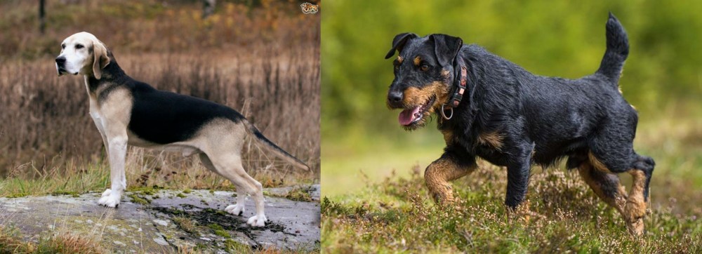 Jagdterrier vs Dunker - Breed Comparison