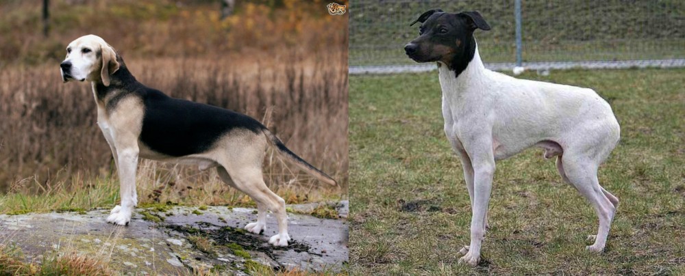 Japanese Terrier vs Dunker - Breed Comparison
