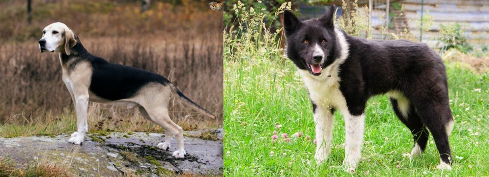 Karelian Bear Dog vs Dunker - Breed Comparison