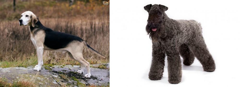 Kerry Blue Terrier vs Dunker - Breed Comparison