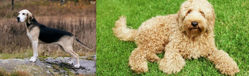 Labradoodle vs Dunker - Breed Comparison