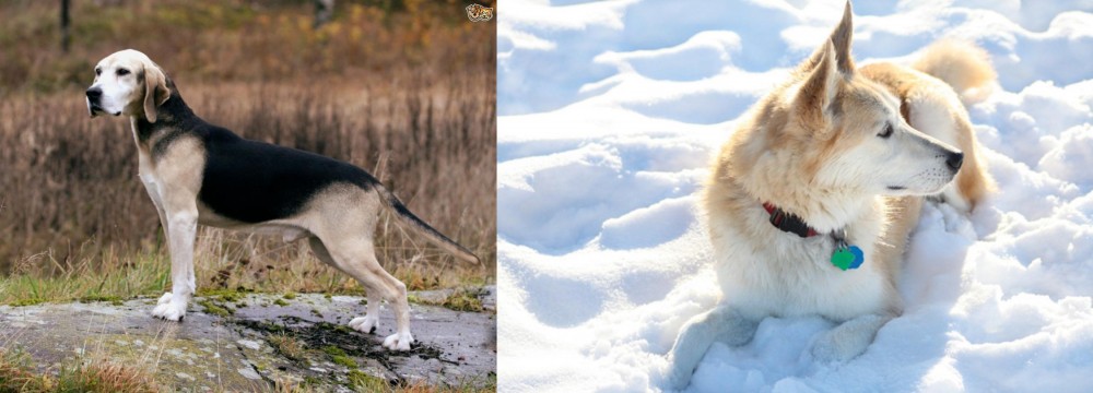 Labrador Husky vs Dunker - Breed Comparison