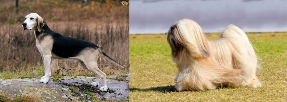Lhasa Apso vs Dunker - Breed Comparison