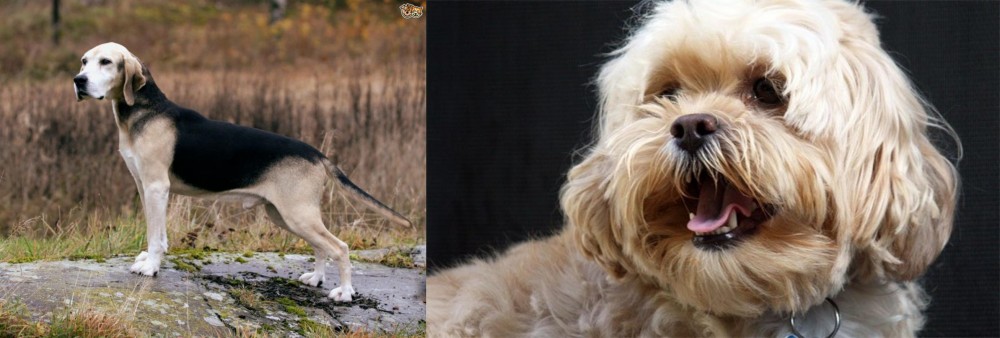 Lhasapoo vs Dunker - Breed Comparison