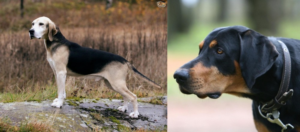 Lithuanian Hound vs Dunker - Breed Comparison