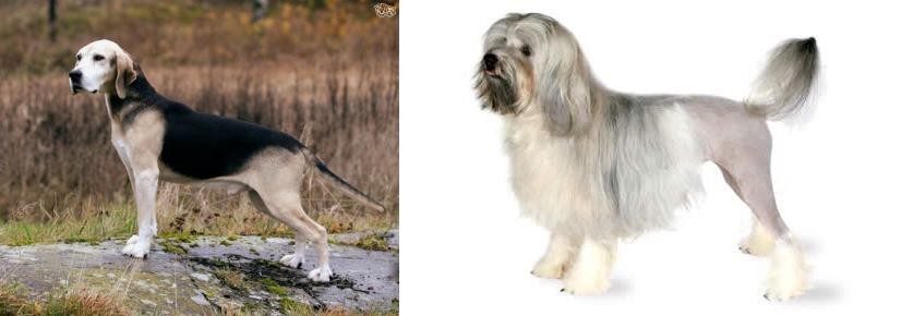 Lowchen vs Dunker - Breed Comparison