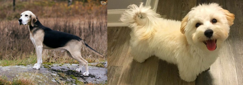 Maltipoo vs Dunker - Breed Comparison
