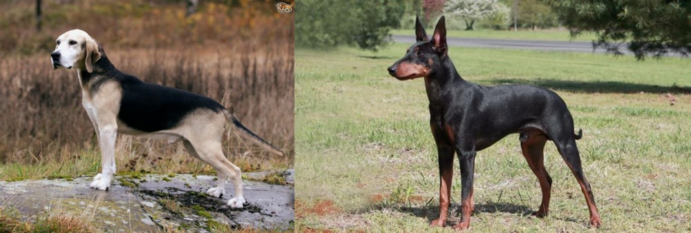 Manchester Terrier vs Dunker - Breed Comparison
