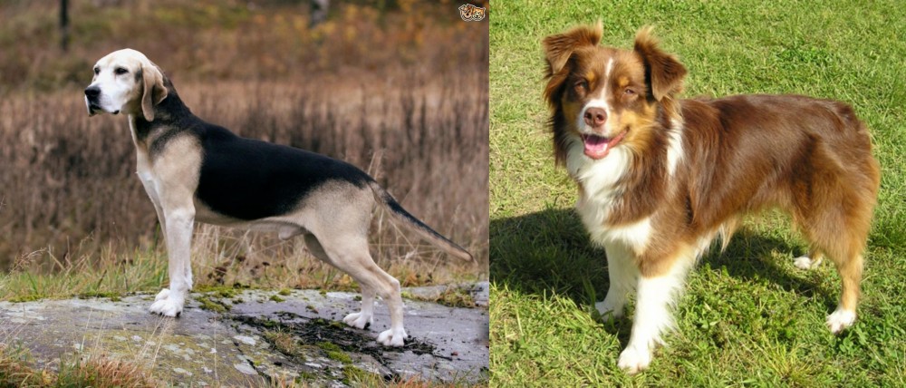 Miniature Australian Shepherd vs Dunker - Breed Comparison