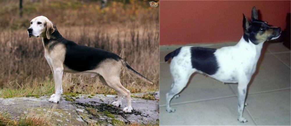 Miniature Fox Terrier vs Dunker - Breed Comparison