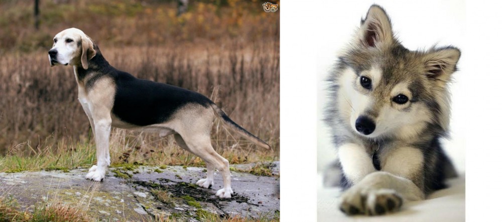 Miniature Siberian Husky vs Dunker - Breed Comparison