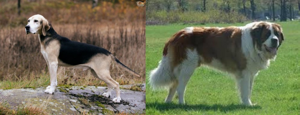 Moscow Watchdog vs Dunker - Breed Comparison