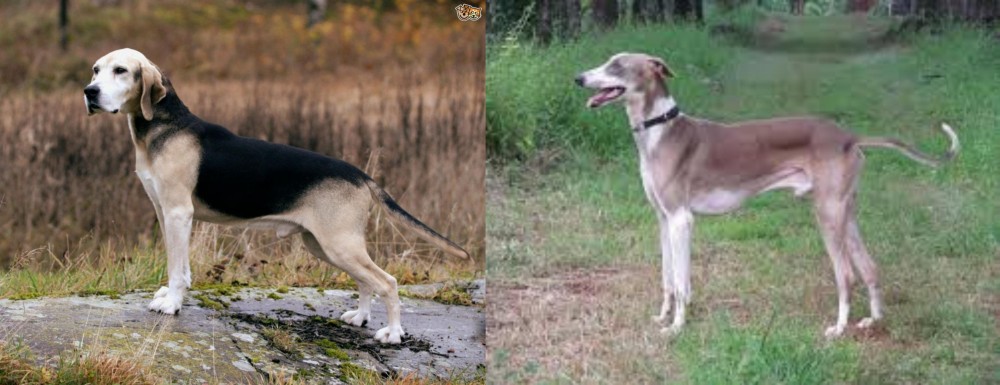Mudhol Hound vs Dunker - Breed Comparison