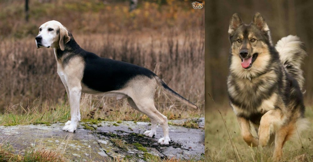 Native American Indian Dog vs Dunker - Breed Comparison