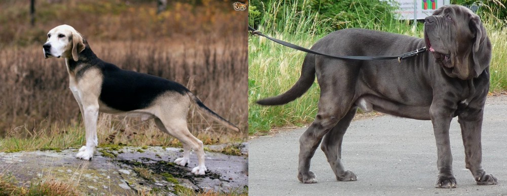 Neapolitan Mastiff vs Dunker - Breed Comparison