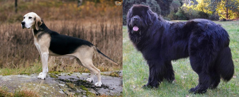 Newfoundland Dog vs Dunker - Breed Comparison