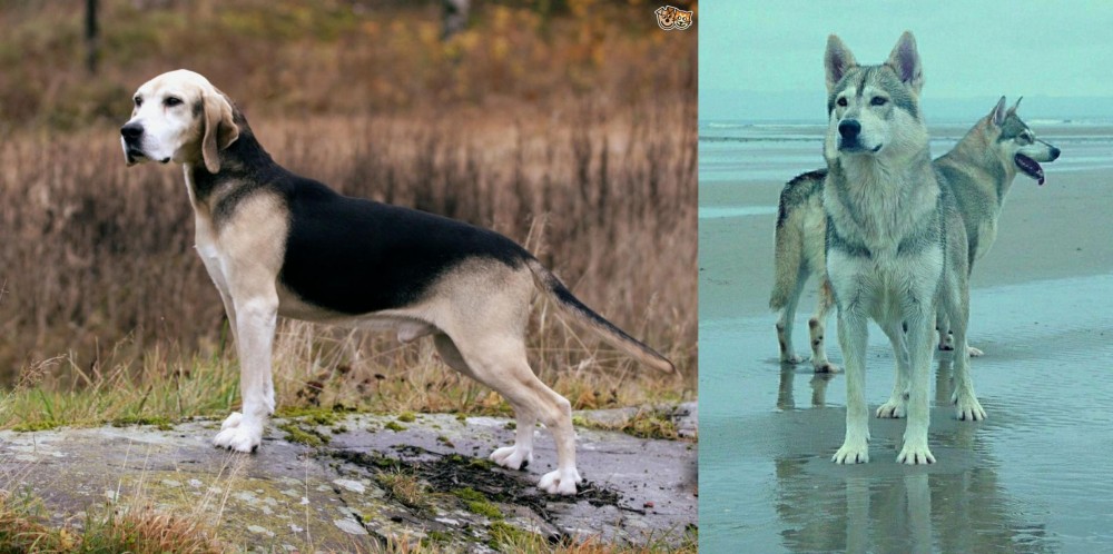 Northern Inuit Dog vs Dunker - Breed Comparison