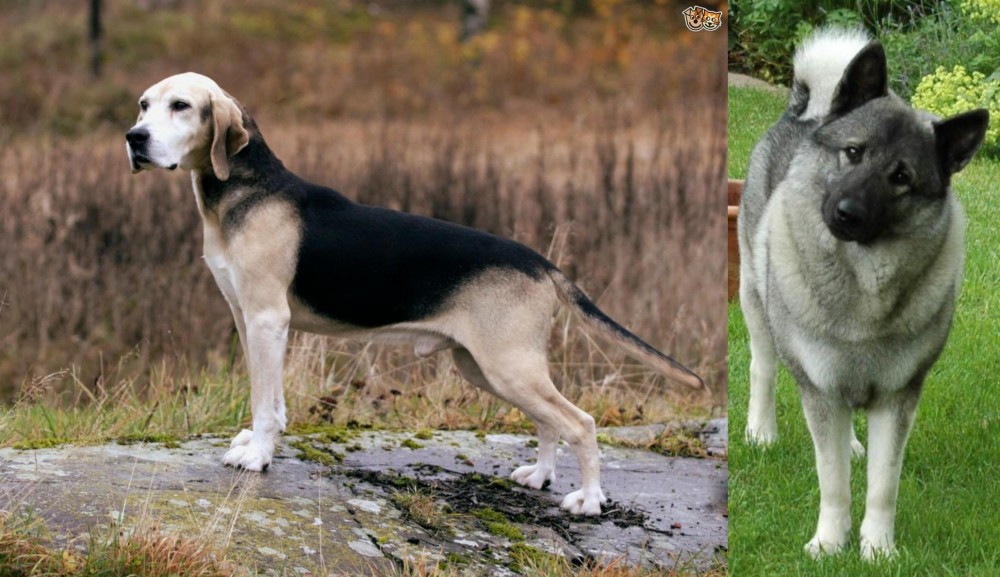 Norwegian Elkhound vs Dunker - Breed Comparison