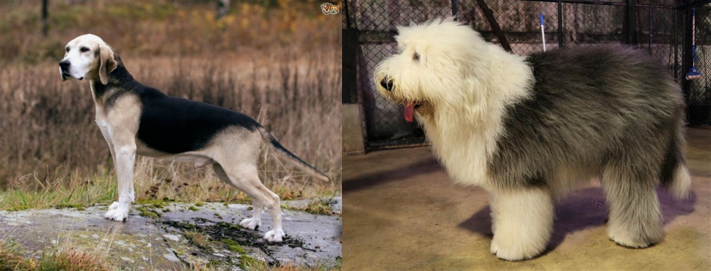Old English Sheepdog vs Dunker - Breed Comparison