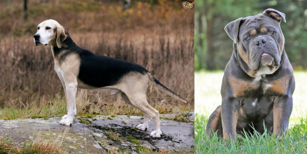 Olde English Bulldogge vs Dunker - Breed Comparison