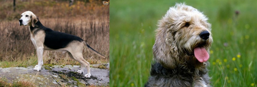 Otterhound vs Dunker - Breed Comparison