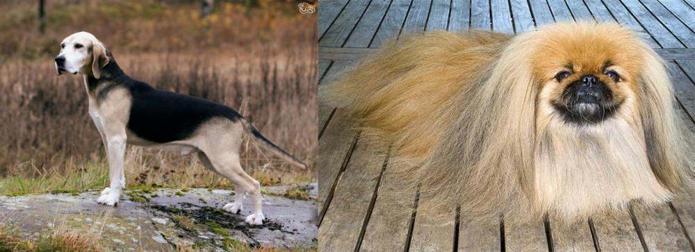 Pekingese vs Dunker - Breed Comparison
