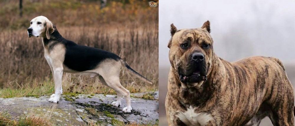 Perro de Presa Canario vs Dunker - Breed Comparison