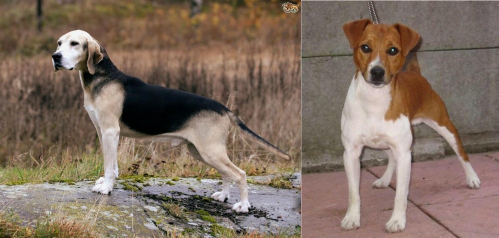 Plummer Terrier vs Dunker - Breed Comparison