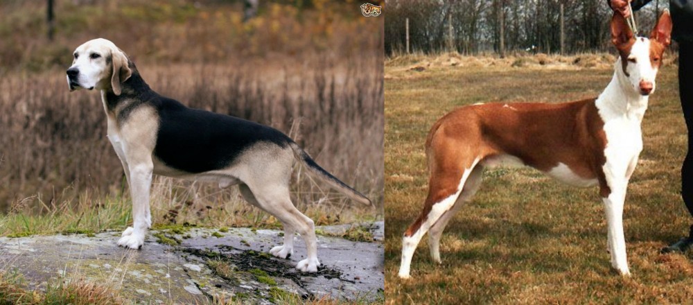 Podenco Canario vs Dunker - Breed Comparison