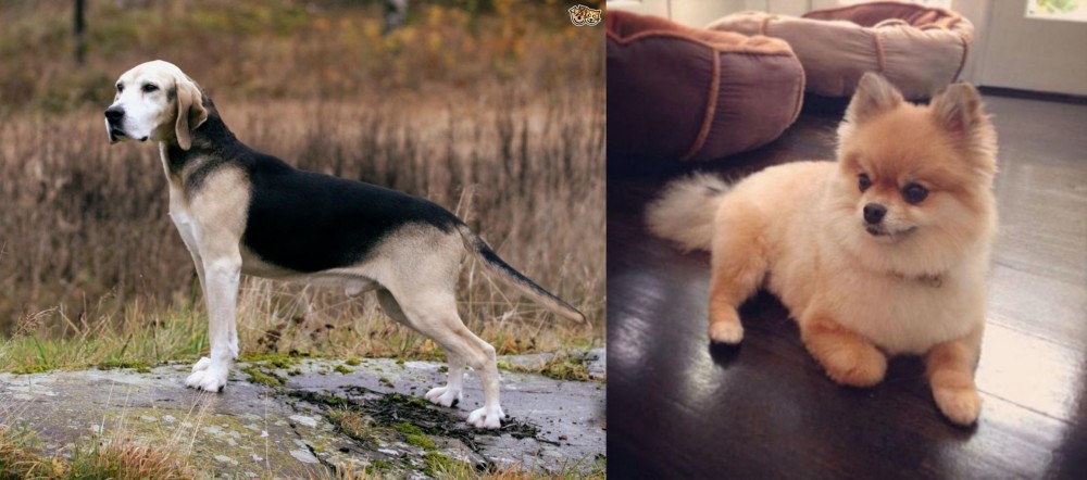 Pomeranian vs Dunker - Breed Comparison