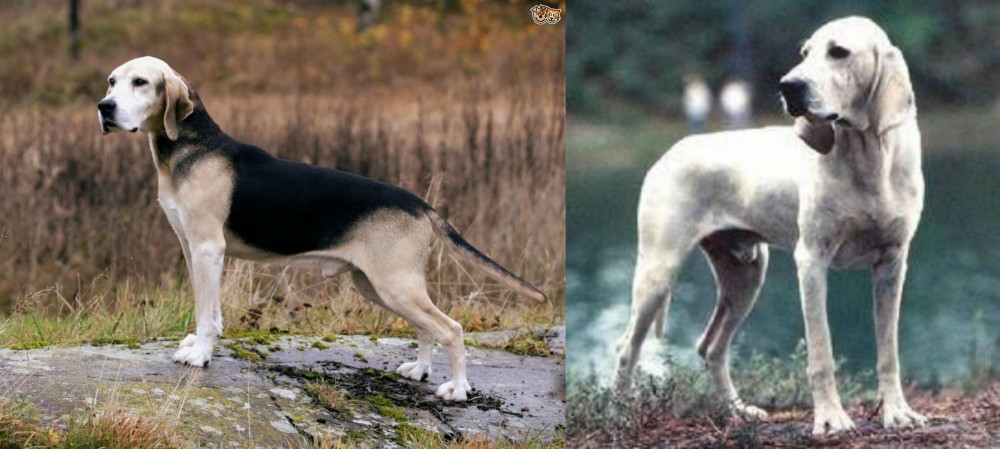 Porcelaine vs Dunker - Breed Comparison