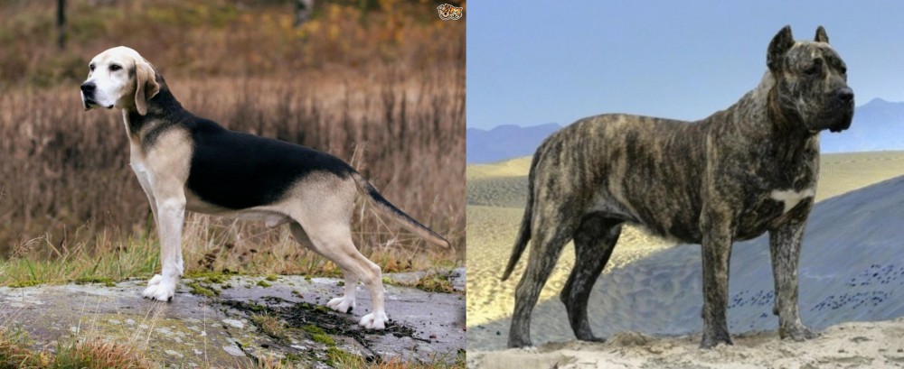 Presa Canario vs Dunker - Breed Comparison