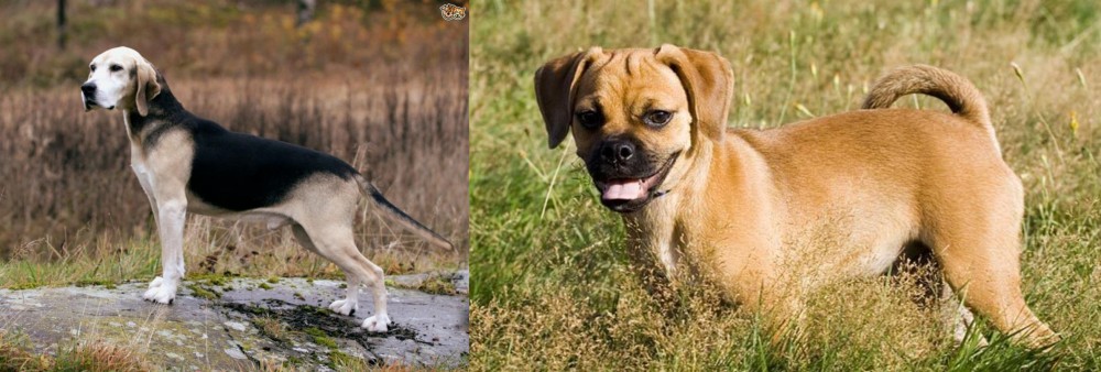 Puggle vs Dunker - Breed Comparison