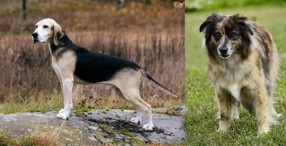Pyrenean Shepherd vs Dunker - Breed Comparison