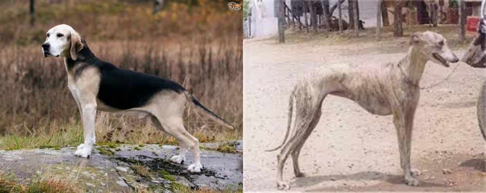 Rampur Greyhound vs Dunker - Breed Comparison